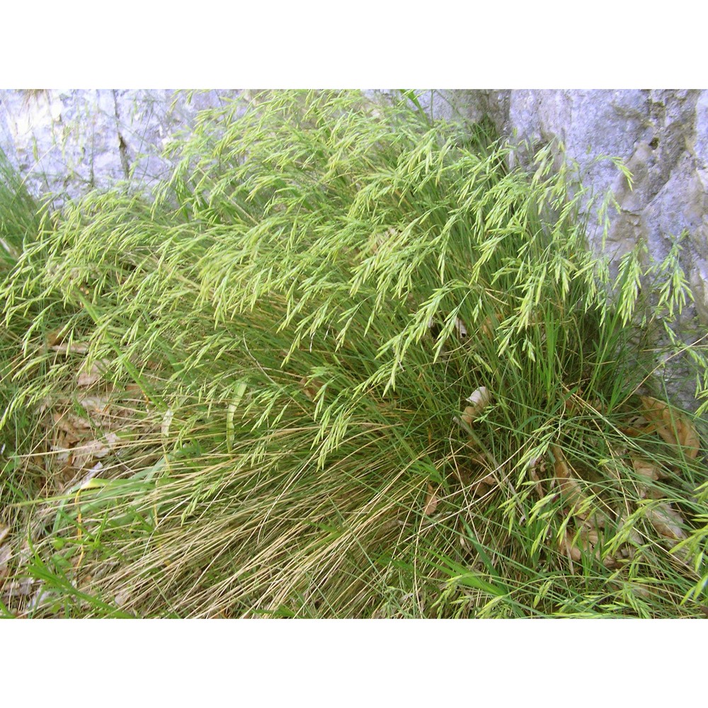 festuca alpestris roem. et schult.