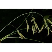 festuca alpestris roem. et schult.