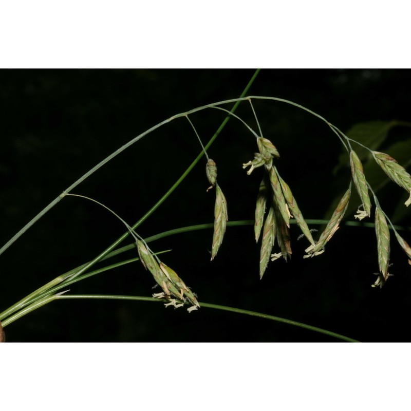 festuca alpestris roem. et schult.