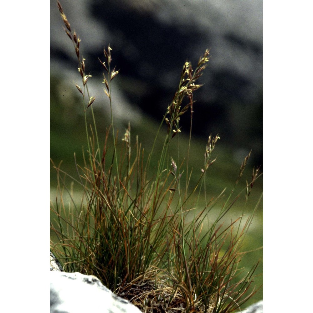 festuca alpina suter