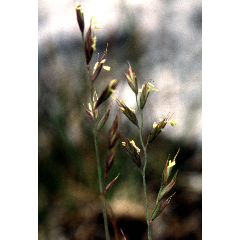 festuca alpina suter