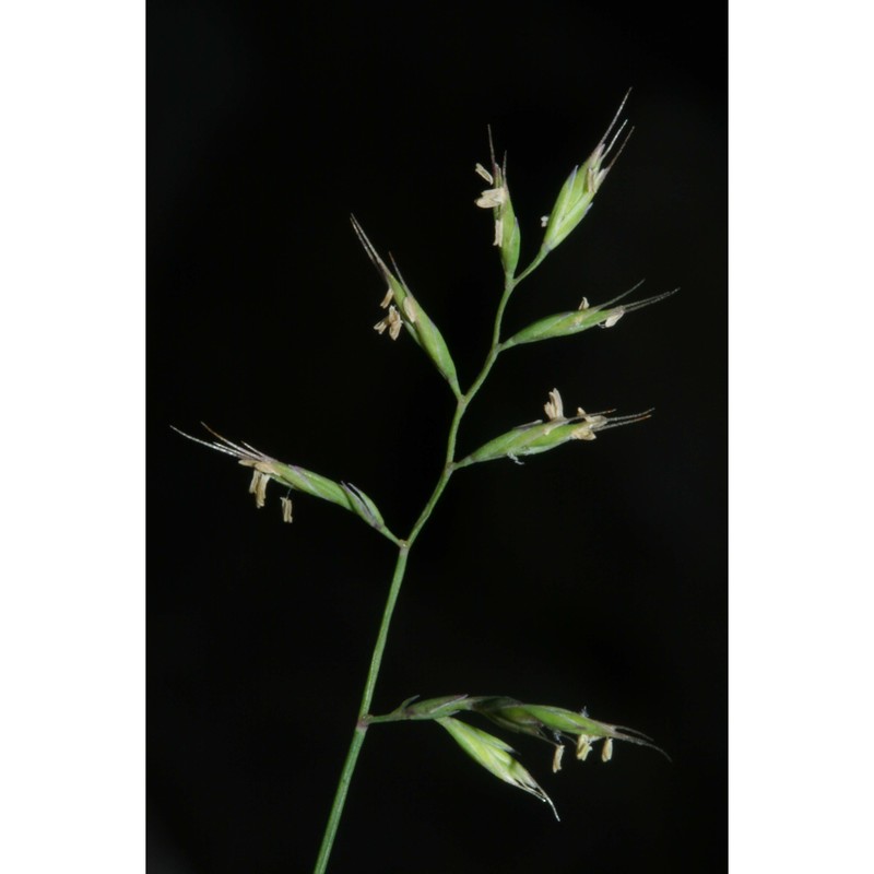 festuca alpina suter