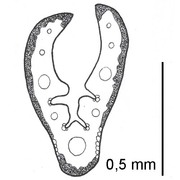 festuca arvernensis auquier, kérguelen et markgr.-dann. subsp. costei (st.-yves) auquier et kerguélen