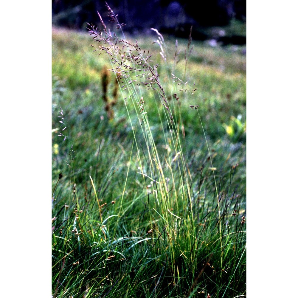 festuca arvernensis auquier, kérguelen et markgr.-dann. subsp. costei (st.-yves) auquier et kerguélen