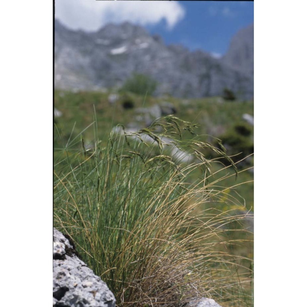 festuca calva k. richt.