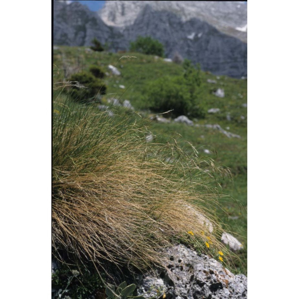 festuca calva k. richt.