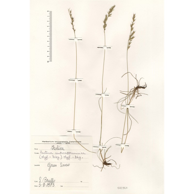 festuca centroapenninica (markgr.-dann.) foggi, f. conti et pignatti