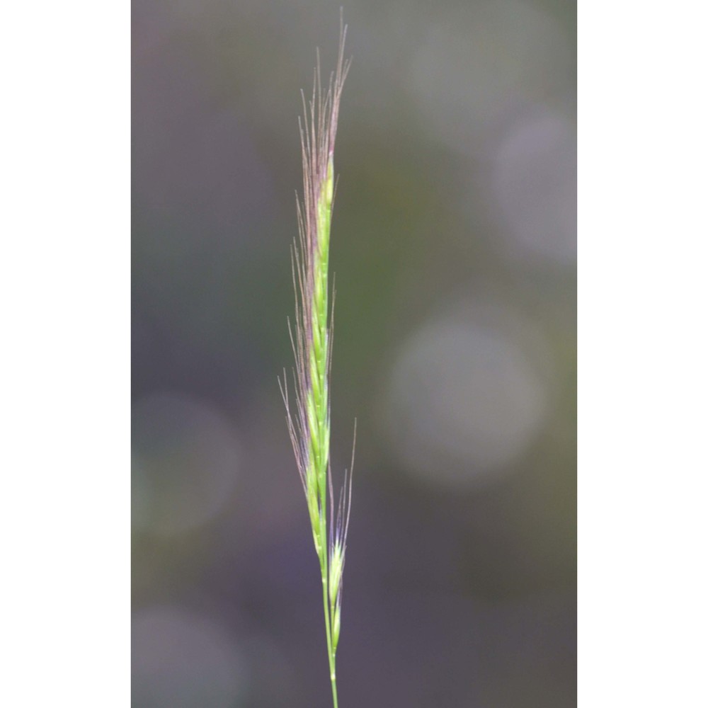 festuca ciliata gouan