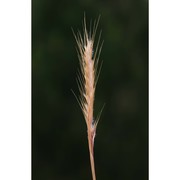 festuca ciliata gouan