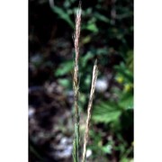 festuca ciliata gouan