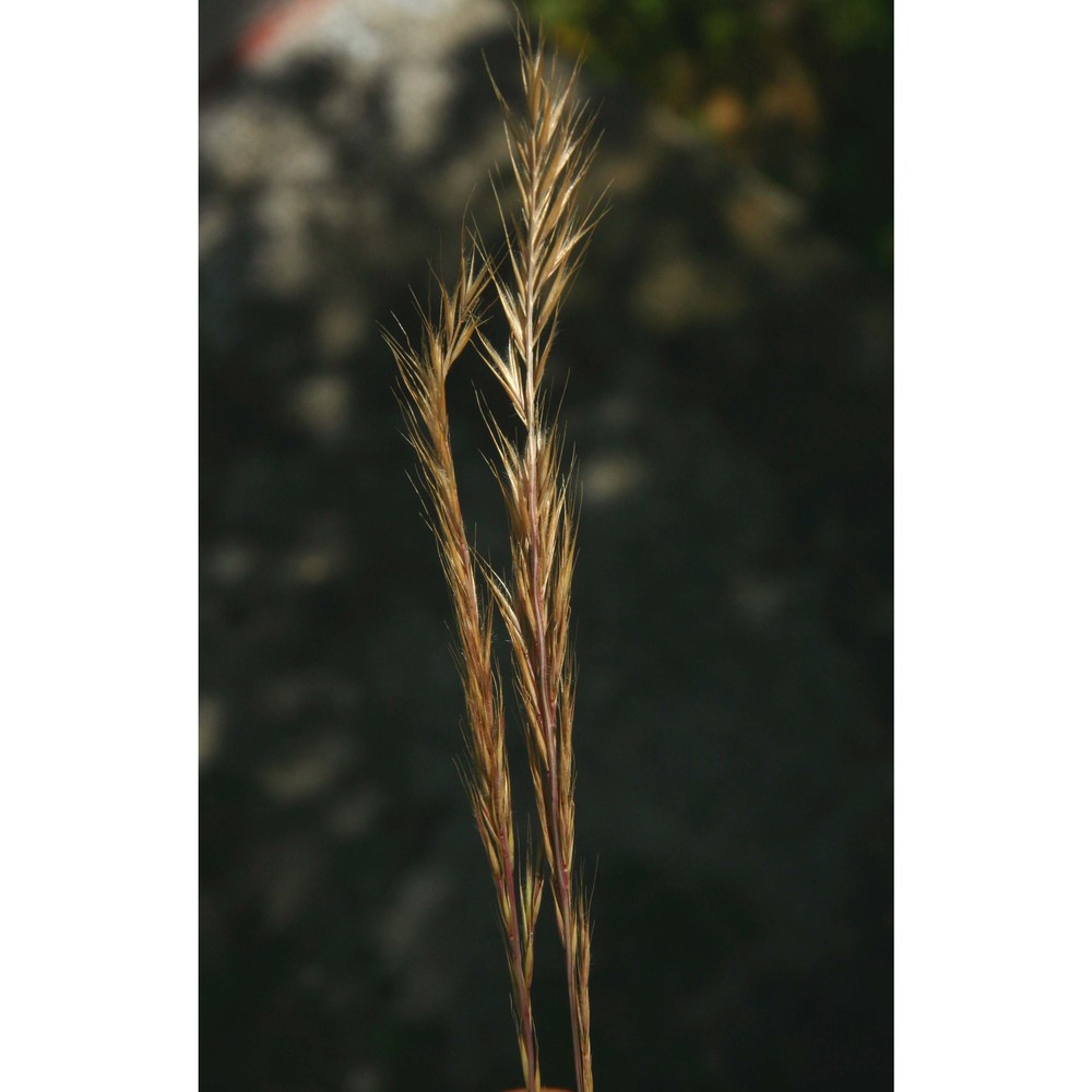 festuca ciliata gouan