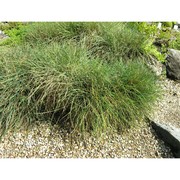 festuca cinerea vill.