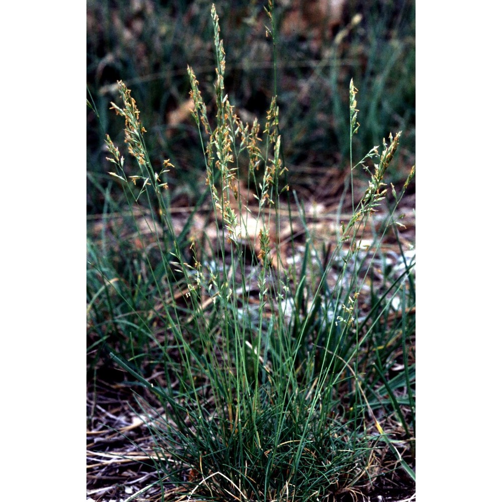 festuca cinerea vill.