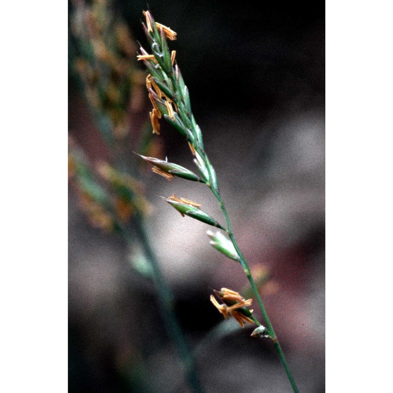 festuca cinerea vill.