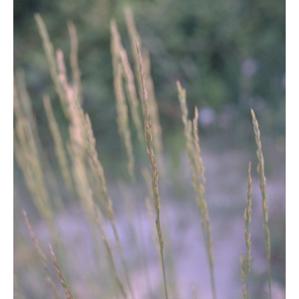 festuca circummediterranea patzke