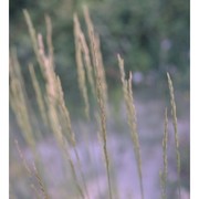 festuca circummediterranea patzke