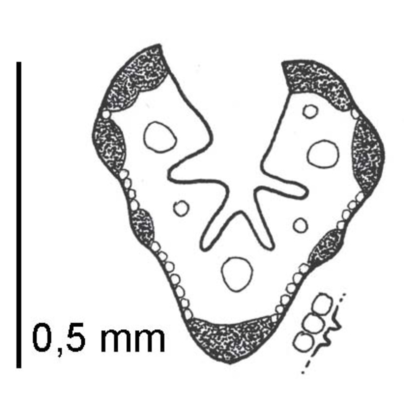 festuca cyrnea (st.-yves et litard.) signorini, foggi et e. nardi