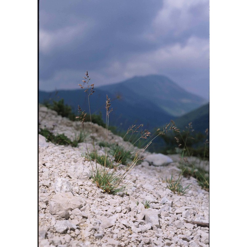 festuca cyrnea (st.-yves et litard.) signorini, foggi et e. nardi