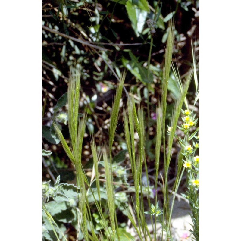 festuca fasciculata forssk.