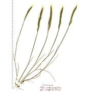 festuca fasciculata forssk.