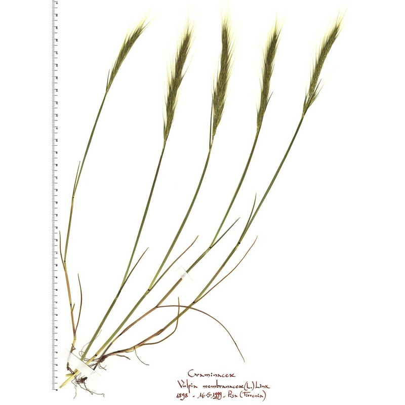 festuca fasciculata forssk.