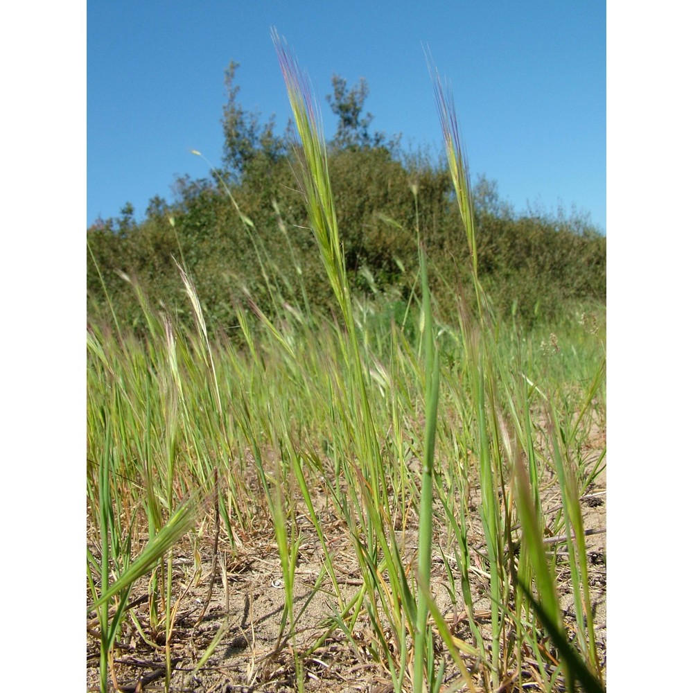 festuca fasciculata forssk.