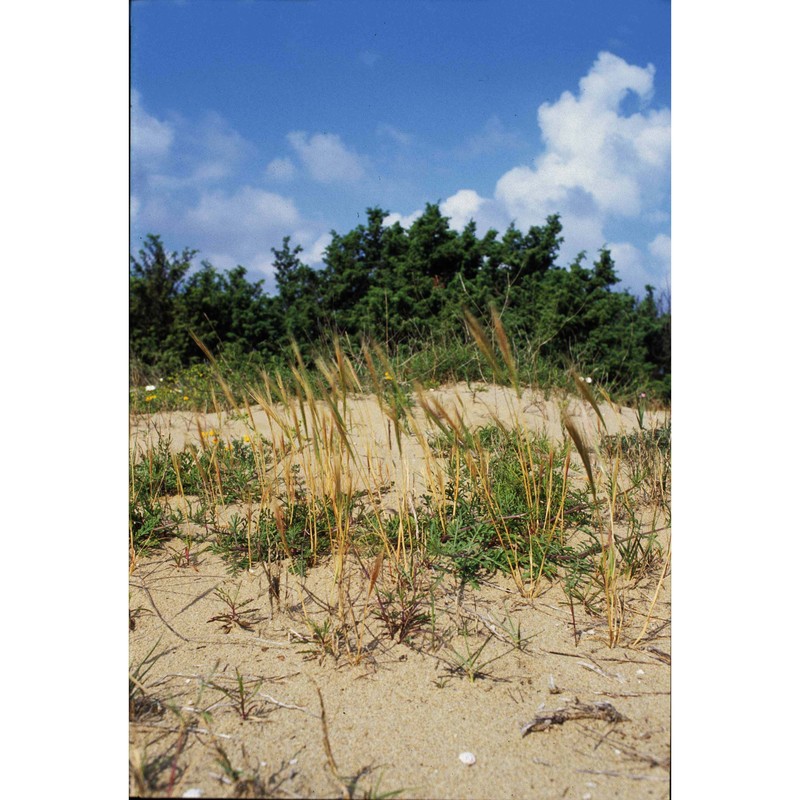 festuca fasciculata forssk.