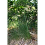 festuca filiformis pourr.