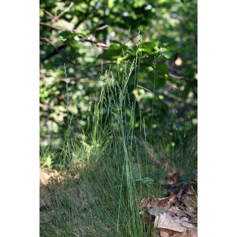 festuca filiformis pourr.