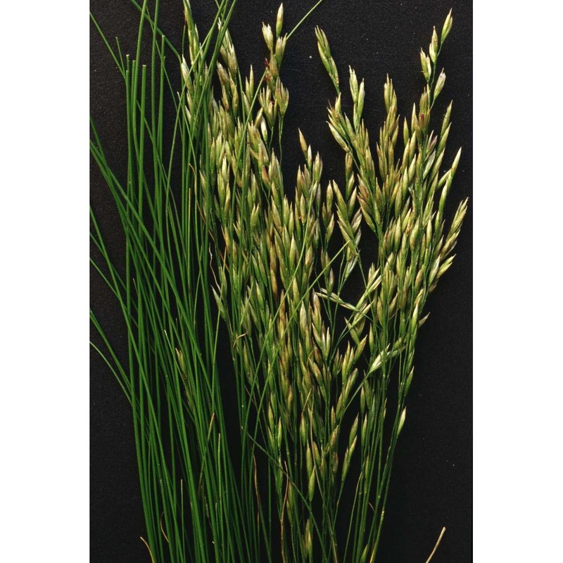 festuca flavescens bellardi