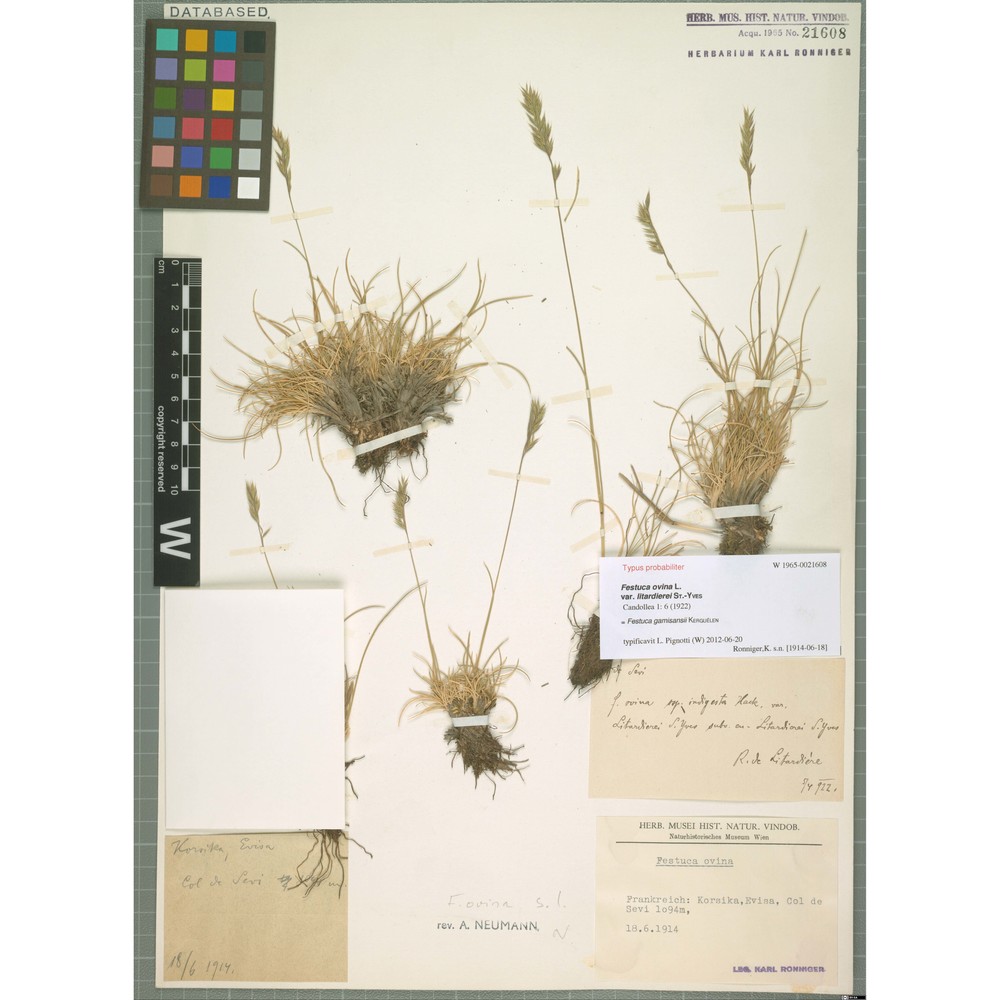 festuca gamisansii kerguélen subsp. aethaliae signorini et foggi