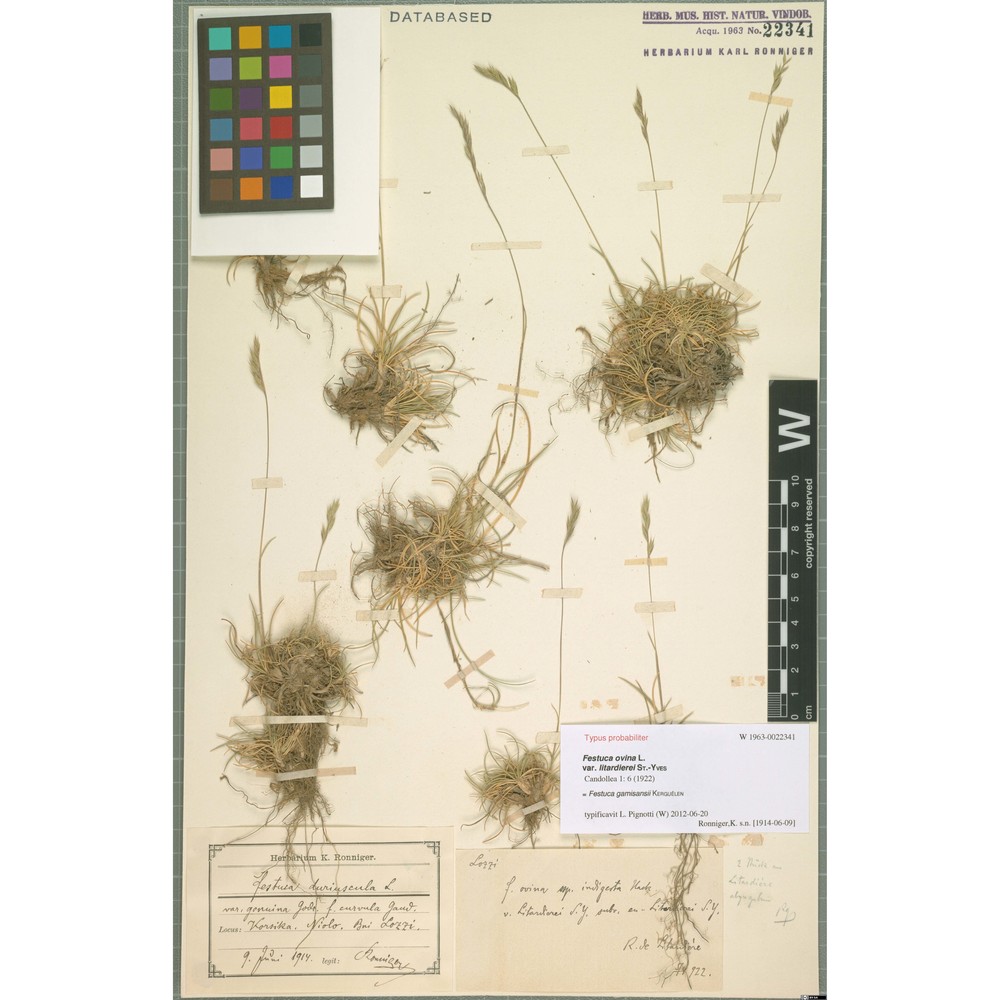 festuca gamisansii kerguélen subsp. aethaliae signorini et foggi