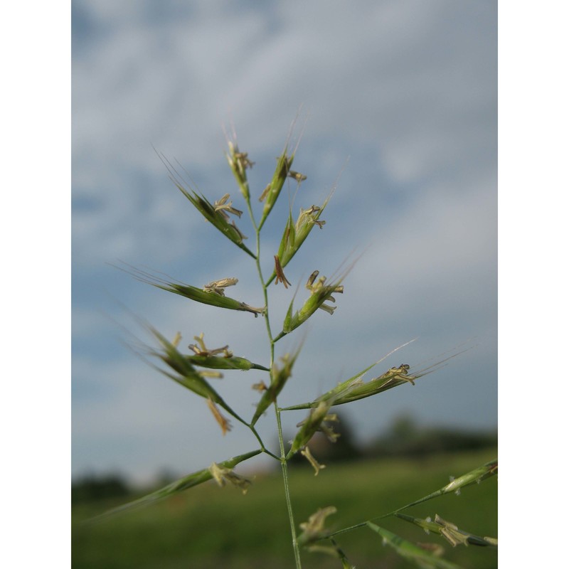 festuca geniculata l.) lag. et rodr.