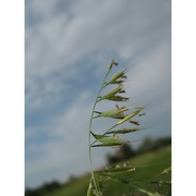 festuca geniculata l.) lag. et rodr.