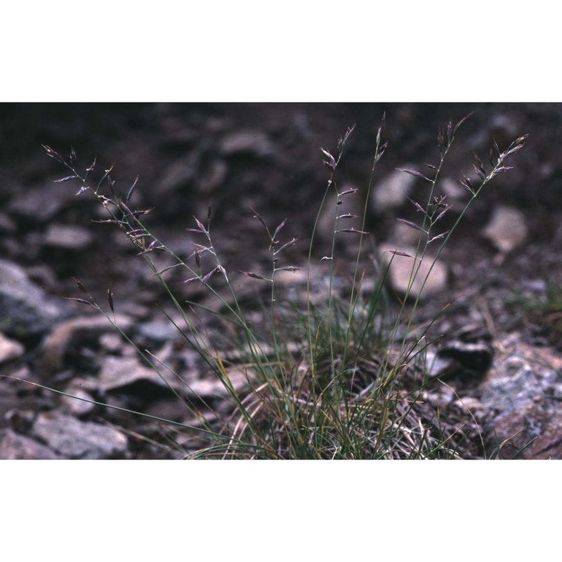 festuca halleri all. subsp. halleri