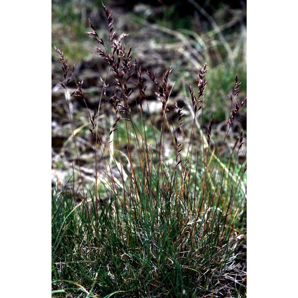 festuca halleri all. subsp. halleri