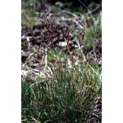 festuca halleri all. subsp. halleri