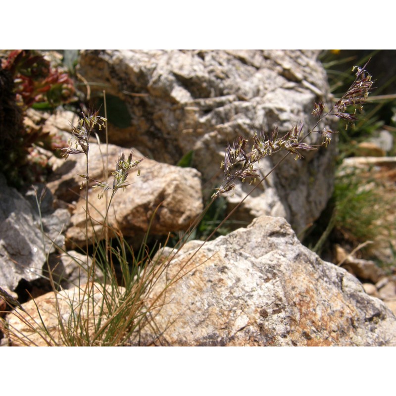 festuca halleri all. subsp. halleri