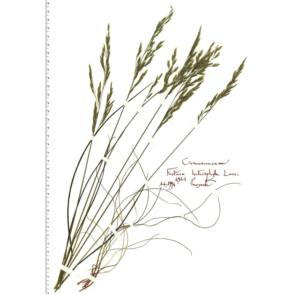 festuca heterophylla lam. subsp. heterophylla