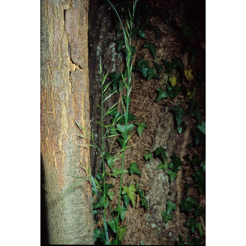 festuca heterophylla lam. subsp. heterophylla