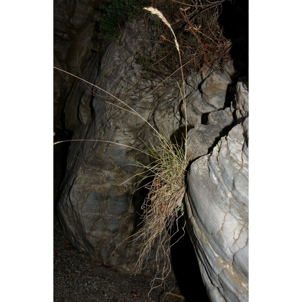 festuca humifusa brullo et guarino