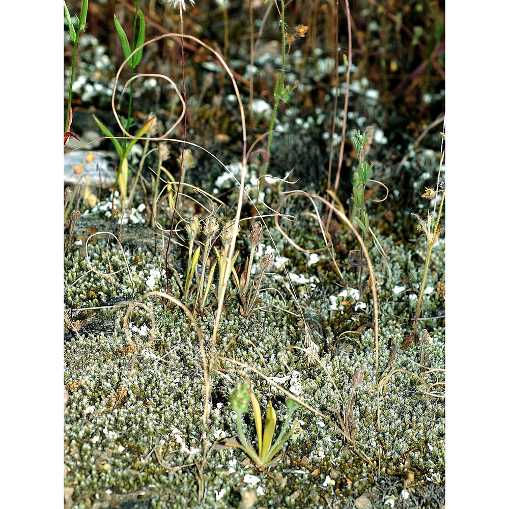 festuca incurva (gouan) gutermann