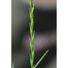 festuca lachenalii (j. f. gmel.) spenn.