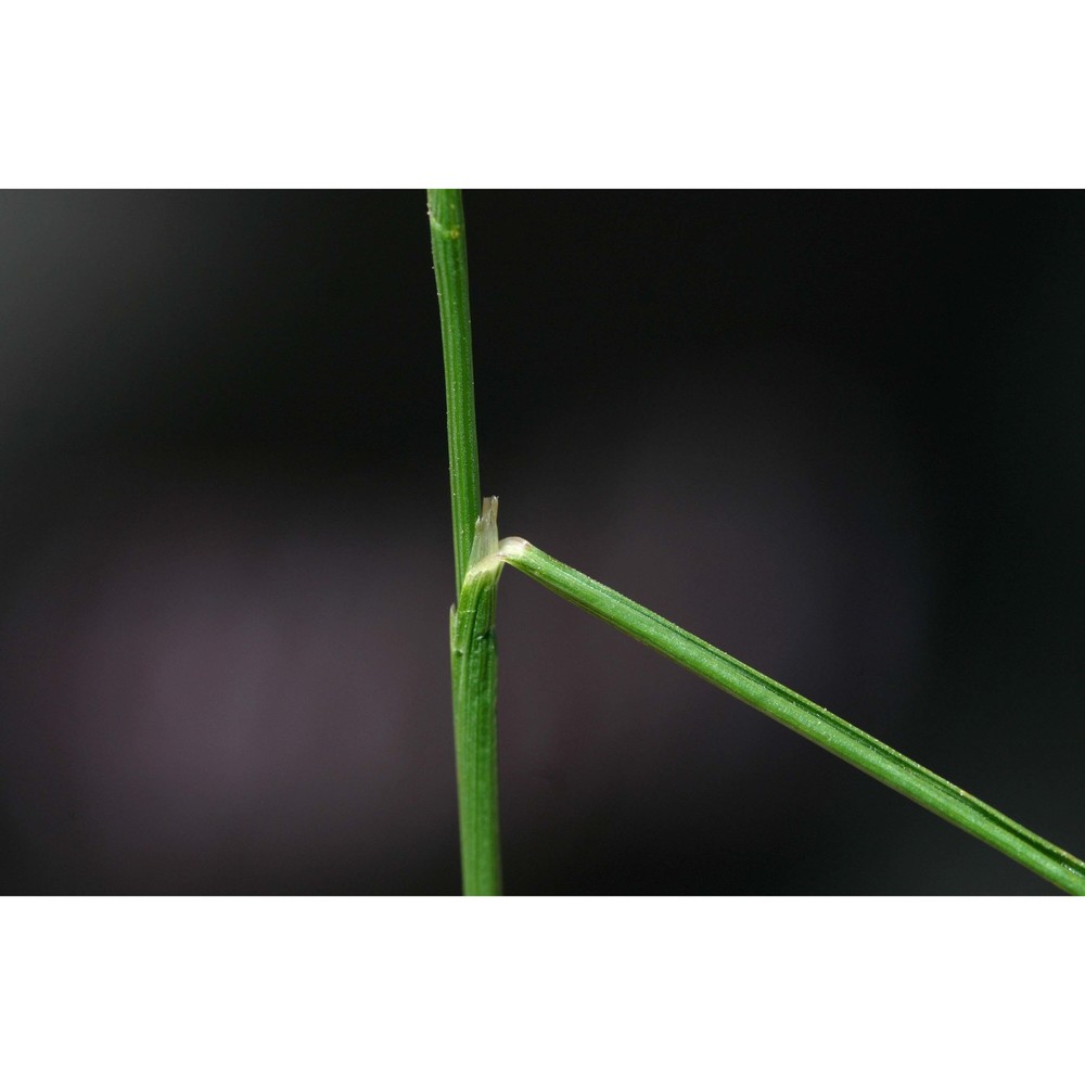 festuca lachenalii (j. f. gmel.) spenn.