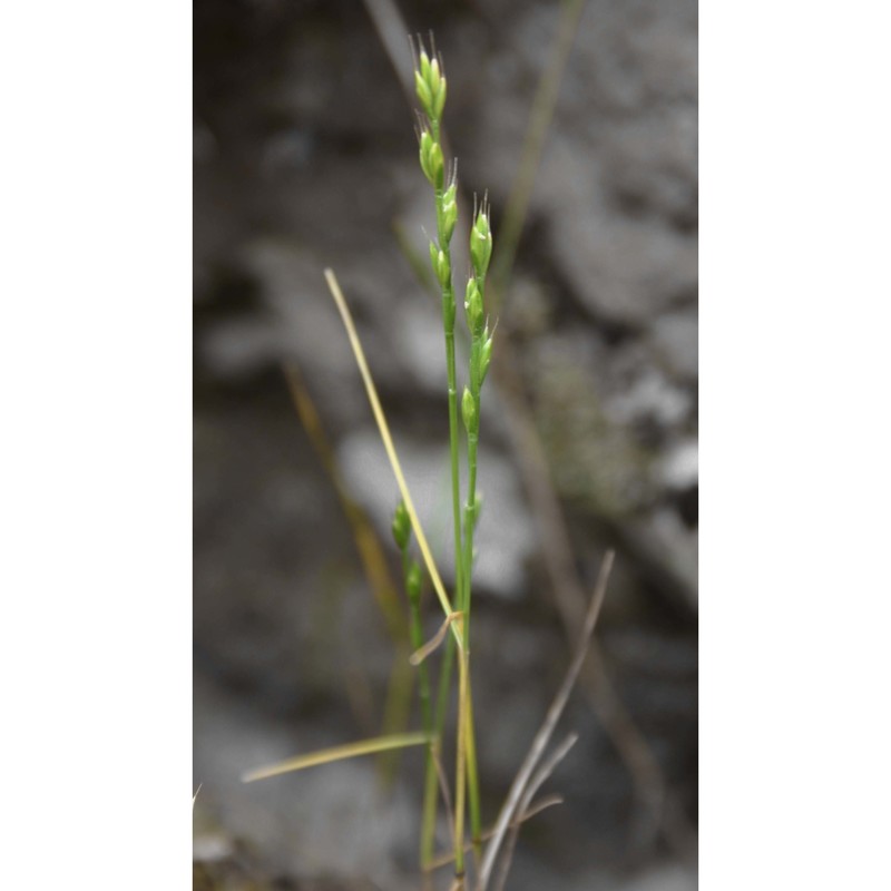 festuca lachenalii (j. f. gmel.) spenn.