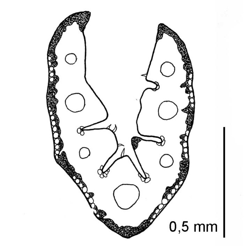 festuca laevigata gaudin