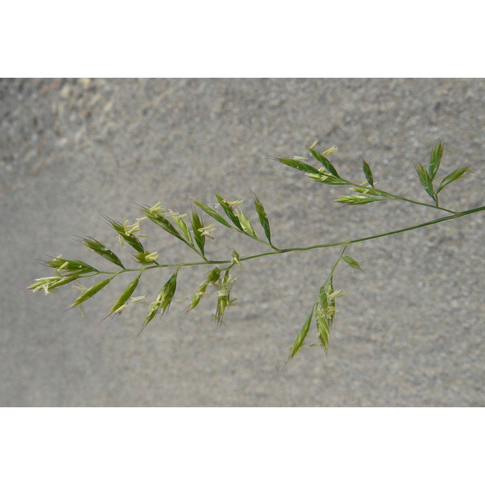 festuca laevigata gaudin