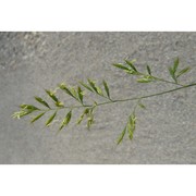 festuca laevigata gaudin