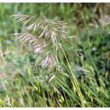 festuca ligustica (all.) bertol.