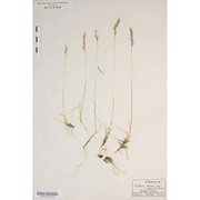 festuca longifolia thuill. subsp. pseudocostei auquier et kerguélen